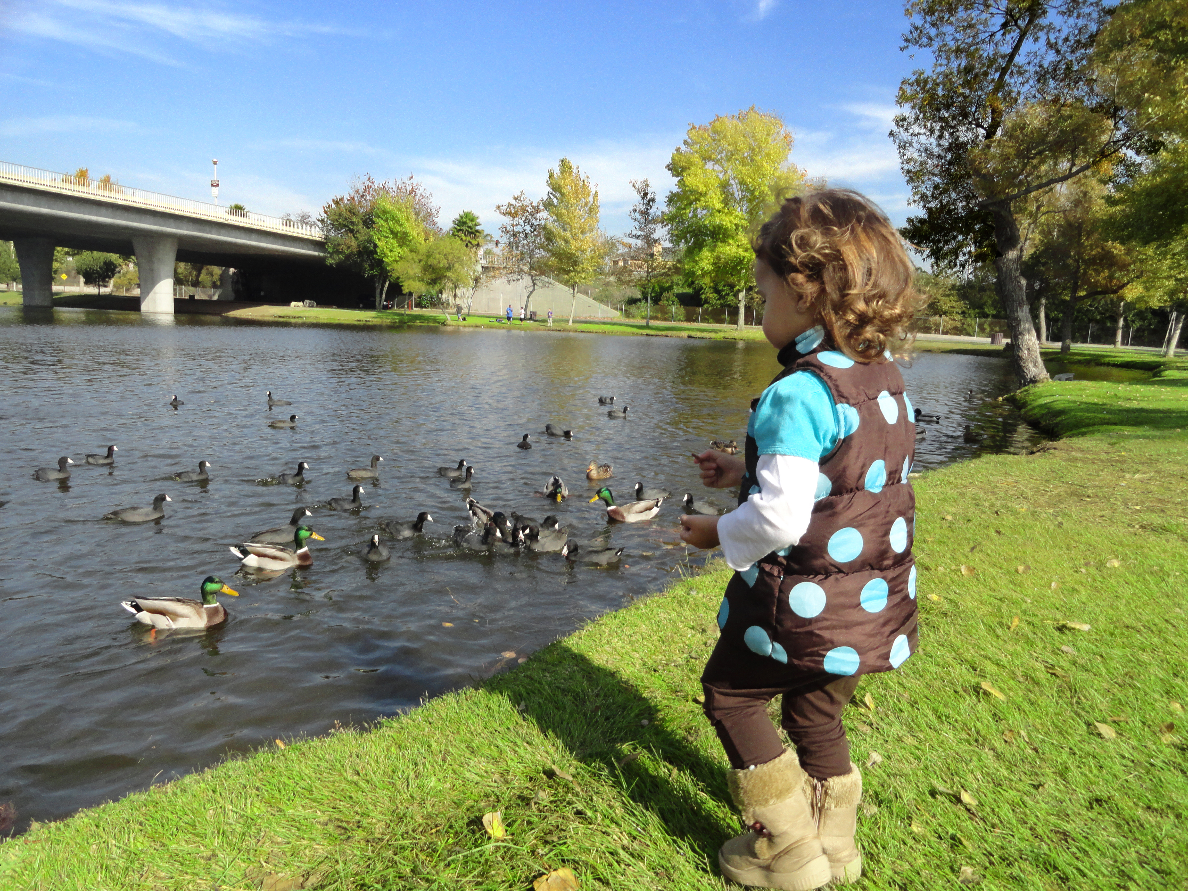 Little Girl feeding the ducks