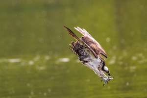 osprey-dive